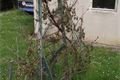 DSCF2639