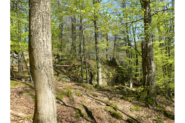 Pleš_Český les_foto P. Cehláriková Pleš_Český les_foto P. Cehláriková