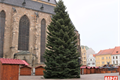 Vánoční strom_foto QAP (1)