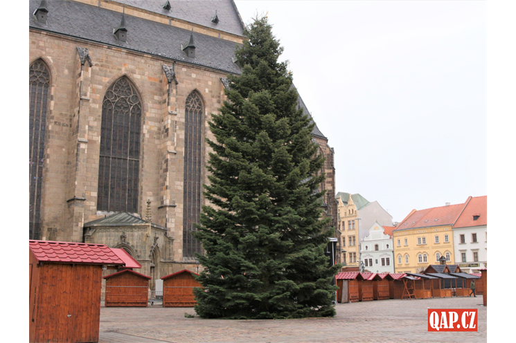 Vánoční strom_foto QAP (1)