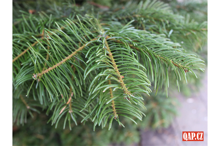 Vánoční strom_foto QAP (3)