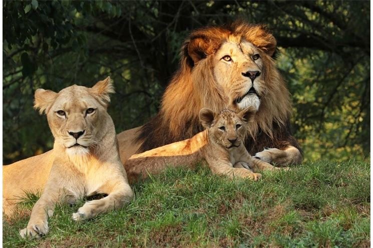 Lev berberský_foto Zoo Plzeň