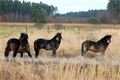 Transport exmoorských koní (1)