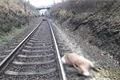 nehpoda vlak zver