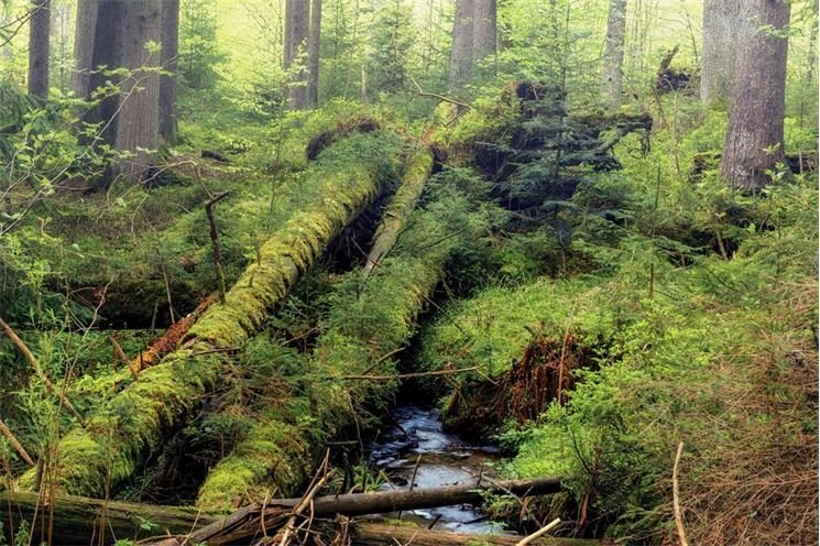 Boubínský prales_foto Tomáš Čamra