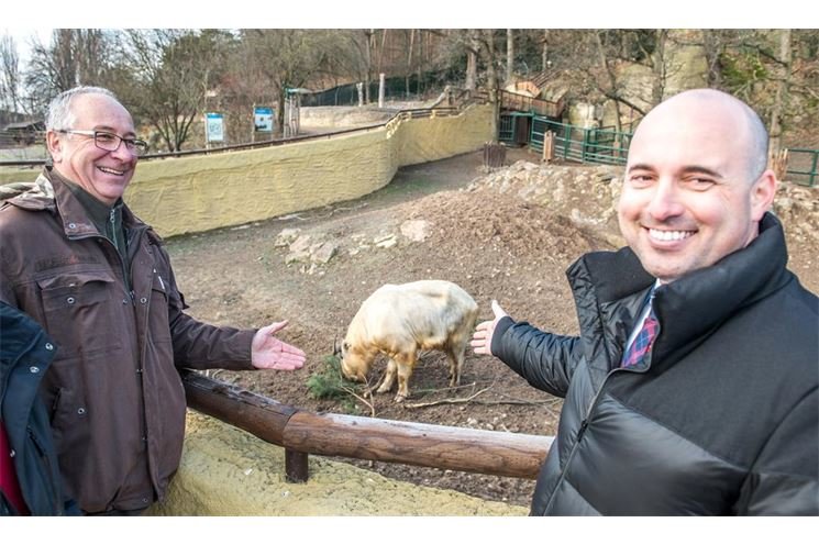 takin čínský_foto zoo plzeň (1)