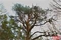 Památný strom borovice u sádek foto QAP