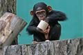 šimpanz Caila foto plzen zoo (1)