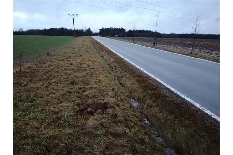 Divoké prase x auto_foto PČR Divoké prase x auto_foto PČR