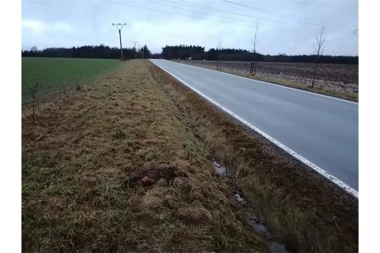 Divoké prase x auto_foto PČR Divoké prase x auto_foto PČR