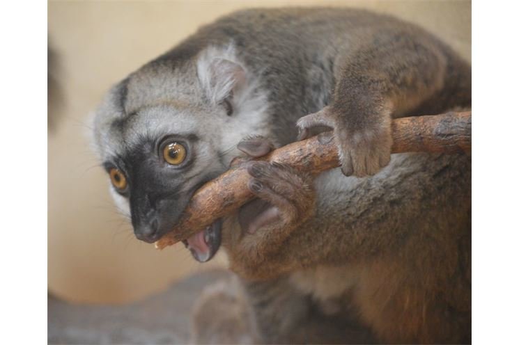 lemur běločelý_foto Zoo Plzen fb