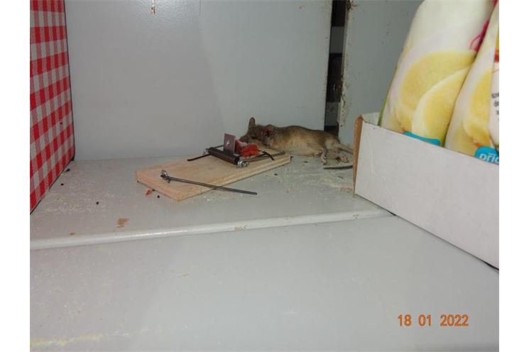 mrtvá myš mezi v blízkosti potravin
