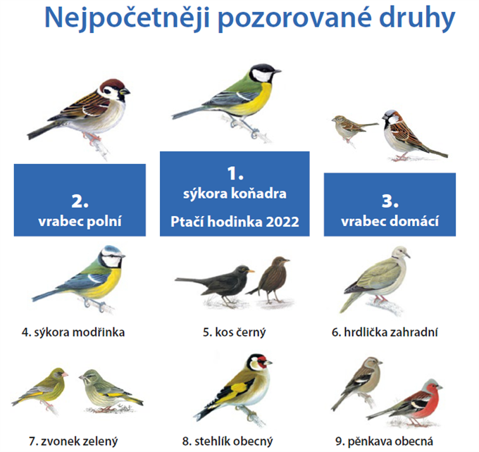 ptaci-hodinka-2022_nejpocetnejsi-druhy