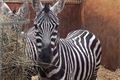 Etosha.