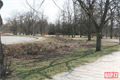 Foto kácení stromů_Borský park_QAP (8)