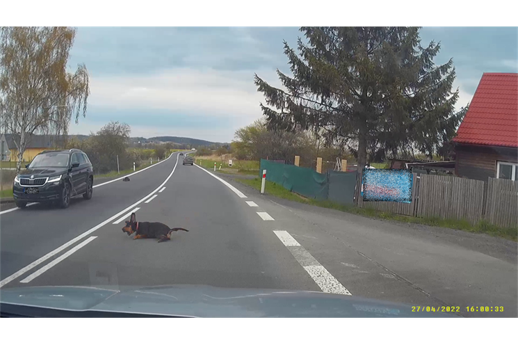 pes na silnici_pčr pes na silnici_pčr