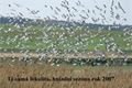 zachrana racků _foto DESOp (7)