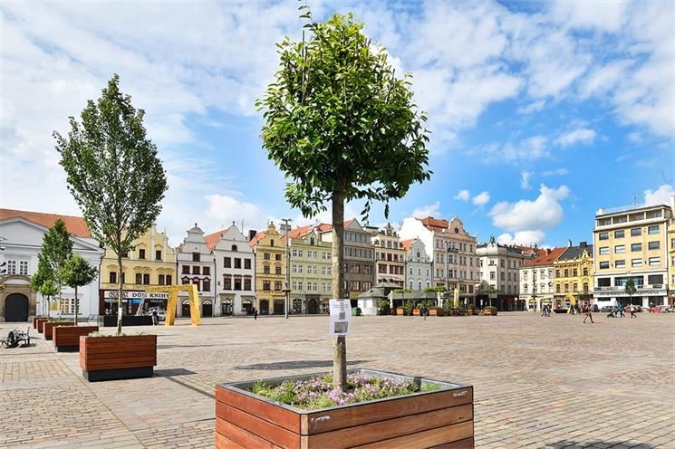 stromy na náměstí v Plzni (1)