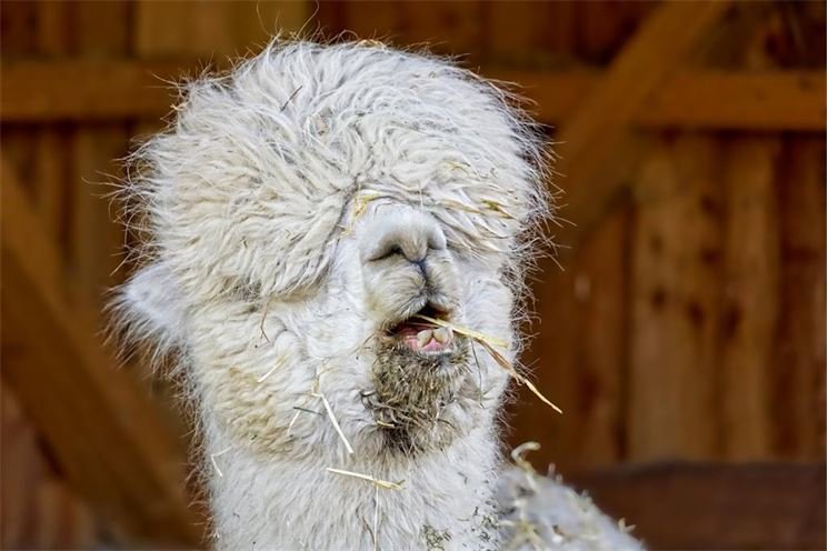 lama lama