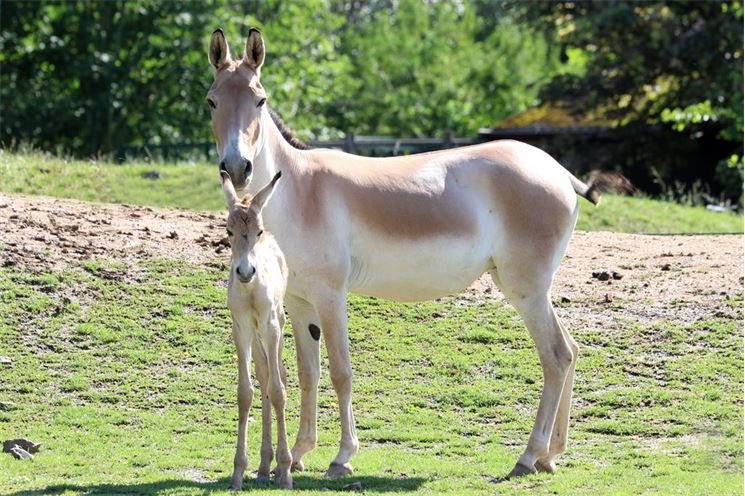 kulan kulan