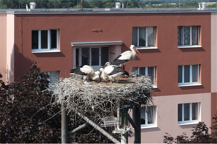 čapí adopce_DESOP čapí adopce_DESOP