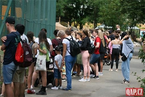 otevření výběhu lvů_zoo_qap (22) otevření výběhu lvů_zoo_qap (22)