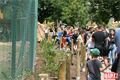 otevření výběhu lvů_zoo_qap (37)