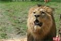 otevření výběhu lvů_zoo_qap (40)