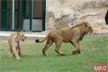 otevření výběhu lvů_zoo_qap (51)