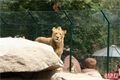 otevření výběhu lvů_zoo_qap (55)