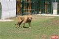 otevření výběhu lvů_zoo_qap (58)