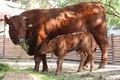 mláďata zoo Plzeň_foto ZooPlzeň (2)