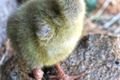 mláďata zoo Plzeň_foto ZooPlzeň (1)