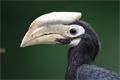 mláďata zoo Plzeň_foto ZooPlzeň (3)
