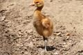 mláďata zoo Plzeň_foto ZooPlzeň (4)