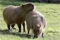 mláďata zoo Plzeň_foto ZooPlzeň (5)