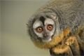 mláďata zoo Plzeň_foto ZooPlzeň (7)