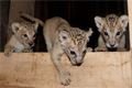 mláďata zoo Plzeň_foto ZooPlzeň (6)