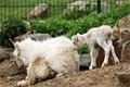 mláďata zoo Plzeň_foto ZooPlzeň (8)