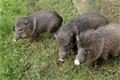 mláďata zoo Plzeň_foto ZooPlzeň (10)