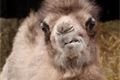 mláďata zoo Plzeň_foto ZooPlzeň (12)