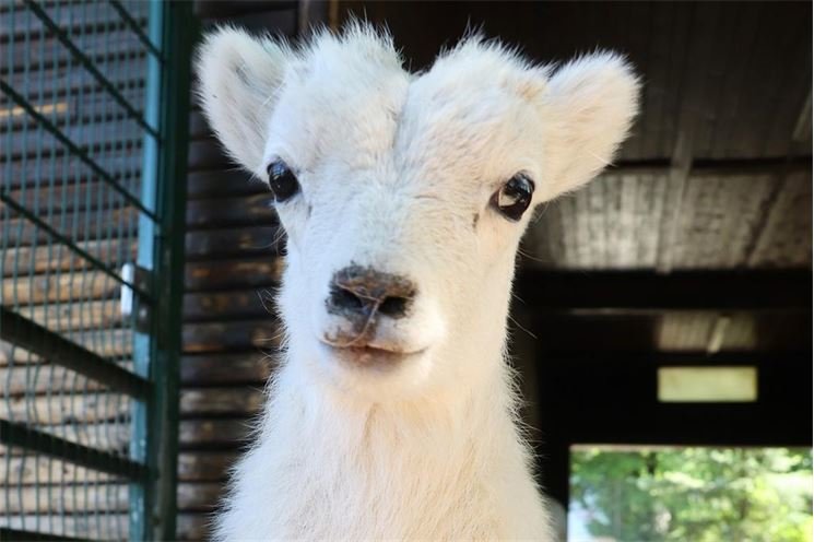 mláďata zoo Plzeň_foto ZooPlzeň