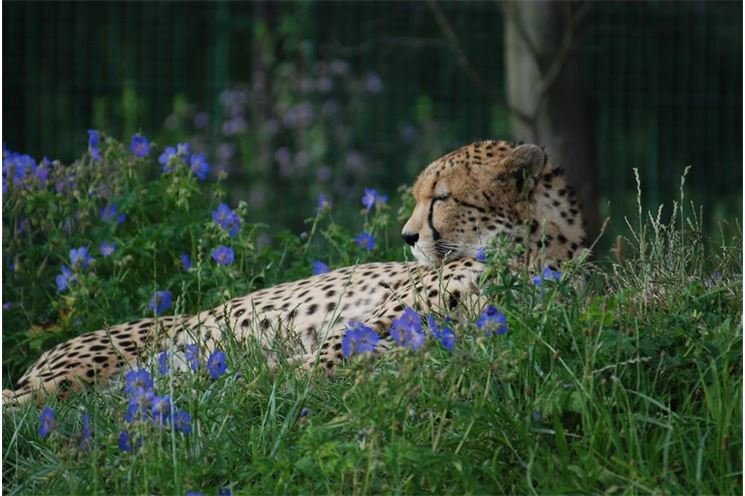 umřel gepard_Zoo Plzeň