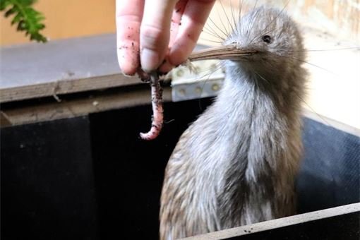 kiwi zoo plzeň