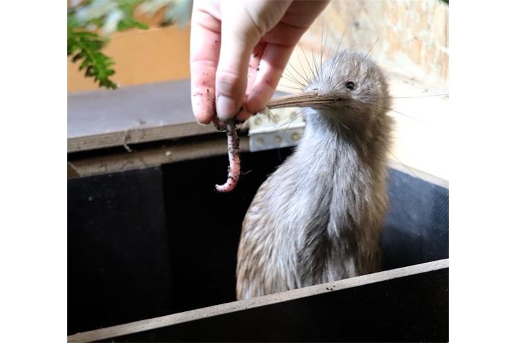 kiwi zoo plzeň