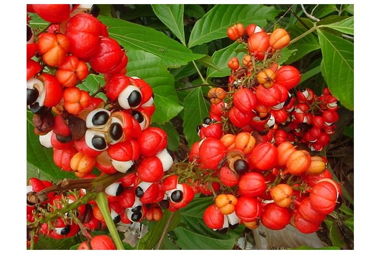 guarana guarana