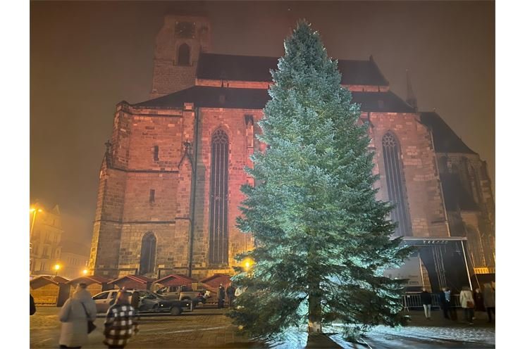 Jedle_vánoční strom_plzen.eu