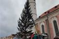 vánoční strom Domažlice 1122 (2)