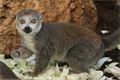 lemur-korunkaty-Eulemur-coronatus-13-12-2022-km12-12-2022-km (2)