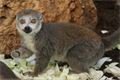 lemur-korunkaty-Eulemur-coronatus-13-12-2022-km12-12-2022-km (2)
